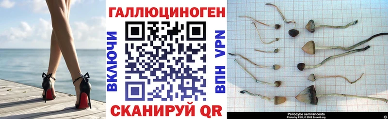 Псилоцибиновые грибы Psilocybe Баксан